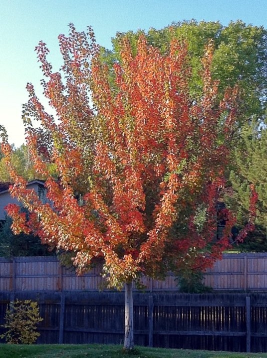 Autumn Morning Sunshine on our Maple Tree